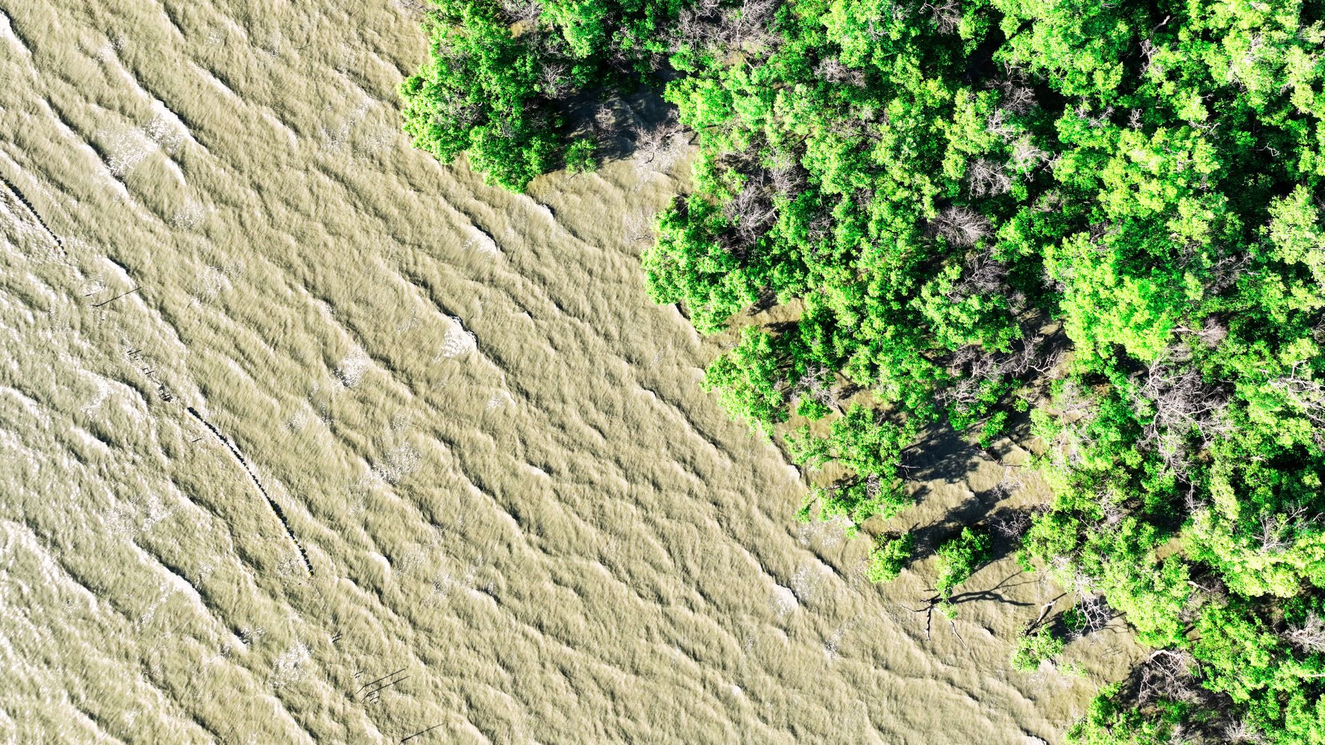 Biodiversity in the Balance: Revisiting Portfolio Risks