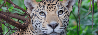 Portrait of wildcat - Factoring in Biodiversity
