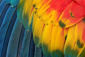 colourful parrot wing up close
