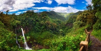 rainforest biodiversity