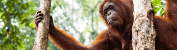 Orangutan between two trees